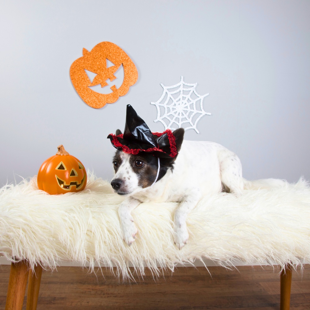 BauuUuhh trekking a 6 zampe