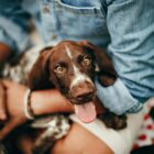 Pet Sitting a Comacchio