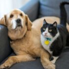 Pet Sitting a Comacchio